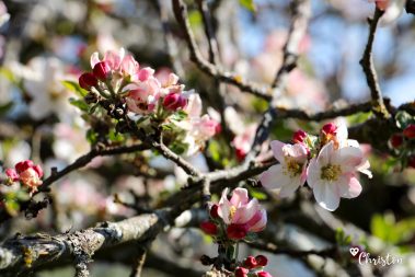Le printemps à Caloire - Crédit photo ©Christon 2021