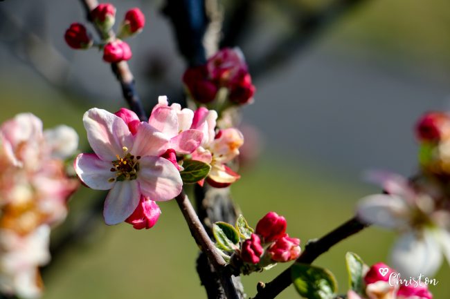 Le printemps à Caloire - Crédit photo ©Christon 2021