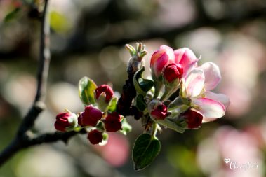 Le printemps à Caloire - Crédit photo ©Christon 2021