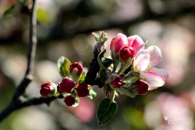 Le printemps à Caloire - Crédit photo ©Christon 2021