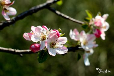 Le printemps à Caloire - Crédit photo ©Christon 2021