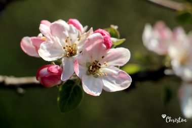 Le printemps à Caloire - Crédit photo ©Christon 2021