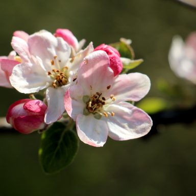Le printemps à Caloire - Crédit photo ©Christon 2021