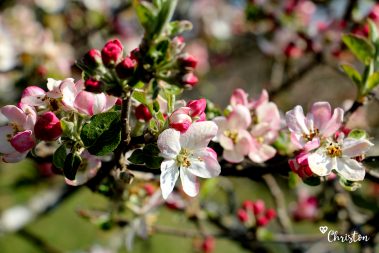 Le printemps à Caloire - Crédit photo ©Christon 2021