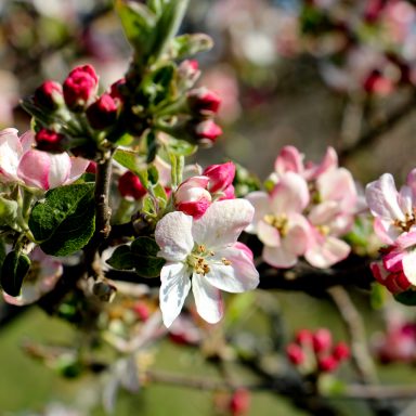 Le printemps à Caloire - Crédit photo ©Christon 2021