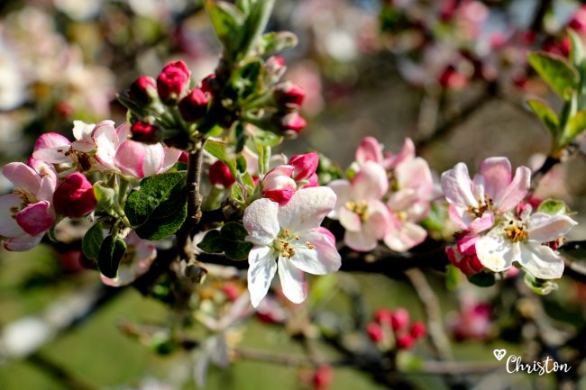 Le printemps à Caloire - Crédit photo ©Christon 2021