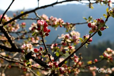 Le printemps à Caloire - Crédit photo ©Christon 2021