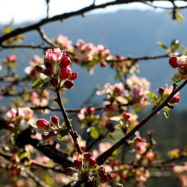Le printemps à Caloire - Crédit photo ©Christon 2021