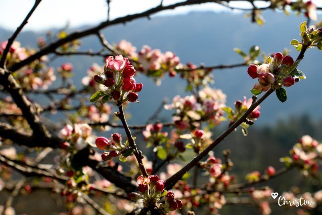 Le printemps à Caloire - Crédit photo ©Christon 2021