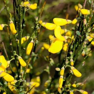 Le printemps à Caloire - Crédit photo ©Christon 2021