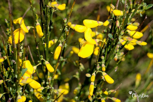 Le printemps à Caloire - Crédit photo ©Christon 2021