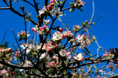 Le printemps à Caloire - Crédit photo ©Christon 2021