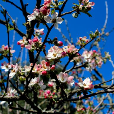Le printemps à Caloire - Crédit photo ©Christon 2021