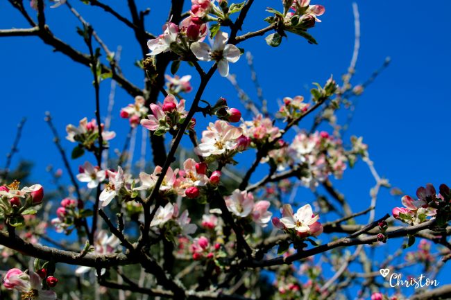 Le printemps à Caloire - Crédit photo ©Christon 2021