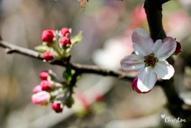 Le printemps à Caloire - Crédit photo ©Christon 2021