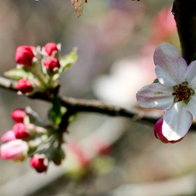 Le printemps à Caloire - Crédit photo ©Christon 2021