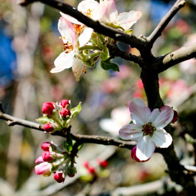 Le printemps à Caloire - Crédit photo ©Christon 2021