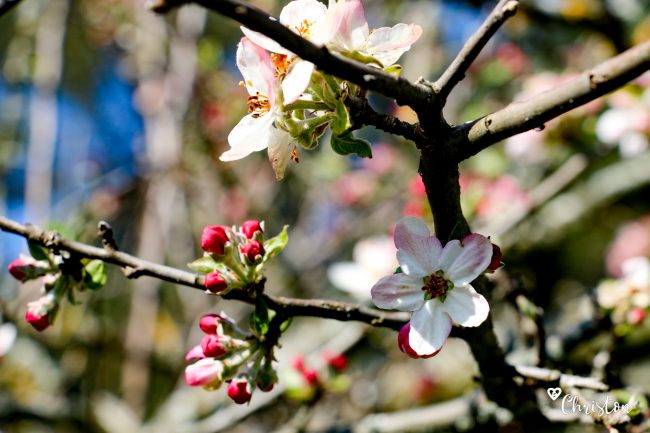 Le printemps à Caloire - Crédit photo ©Christon 2021