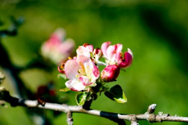 Le printemps à Caloire - Crédit photo ©Christon 2021