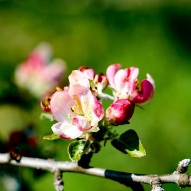 Le printemps à Caloire - Crédit photo ©Christon 2021