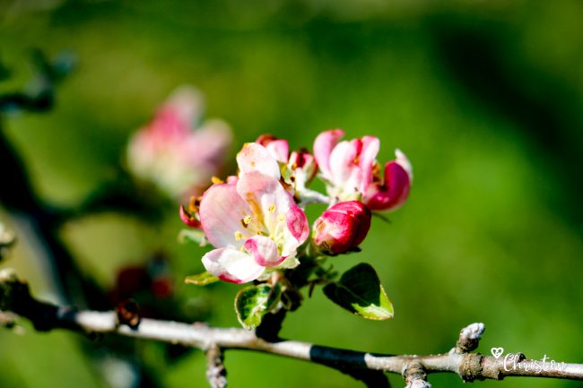 Le printemps à Caloire - Crédit photo ©Christon 2021