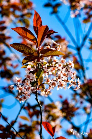 Le printemps à Caloire - Crédit photo ©Christon 2021