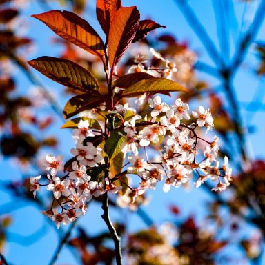 Le printemps à Caloire - Crédit photo ©Christon 2021