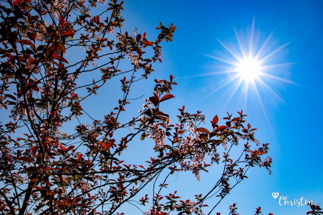 Le printemps à Caloire - Crédit photo ©Christon 2021