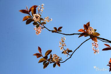 Le printemps à Caloire - Crédit photo ©Christon 2021