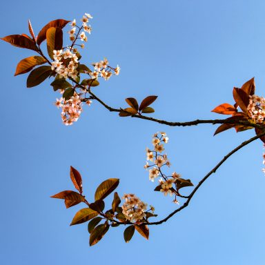 Le printemps à Caloire - Crédit photo ©Christon 2021