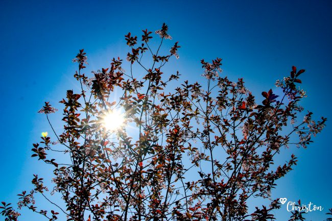 Le printemps à Caloire - Crédit photo ©Christon 2021
