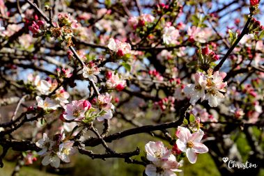 Le printemps à Caloire - Crédit photo ©Christon 2021