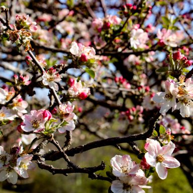 Le printemps à Caloire - Crédit photo ©Christon 2021
