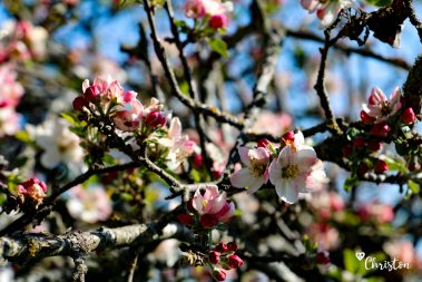 Le printemps à Caloire - Crédit photo ©Christon 2021