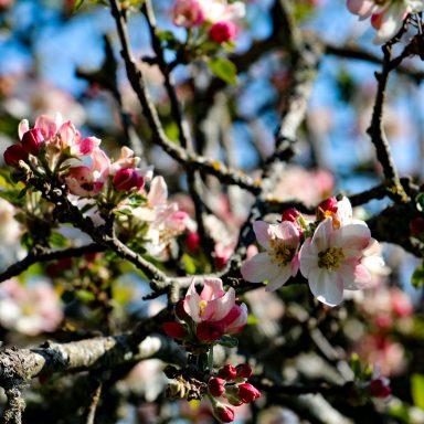 Le printemps à Caloire - Crédit photo ©Christon 2021