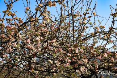 Le printemps à Caloire - Crédit photo ©Christon 2021