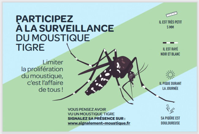 moustique tigre